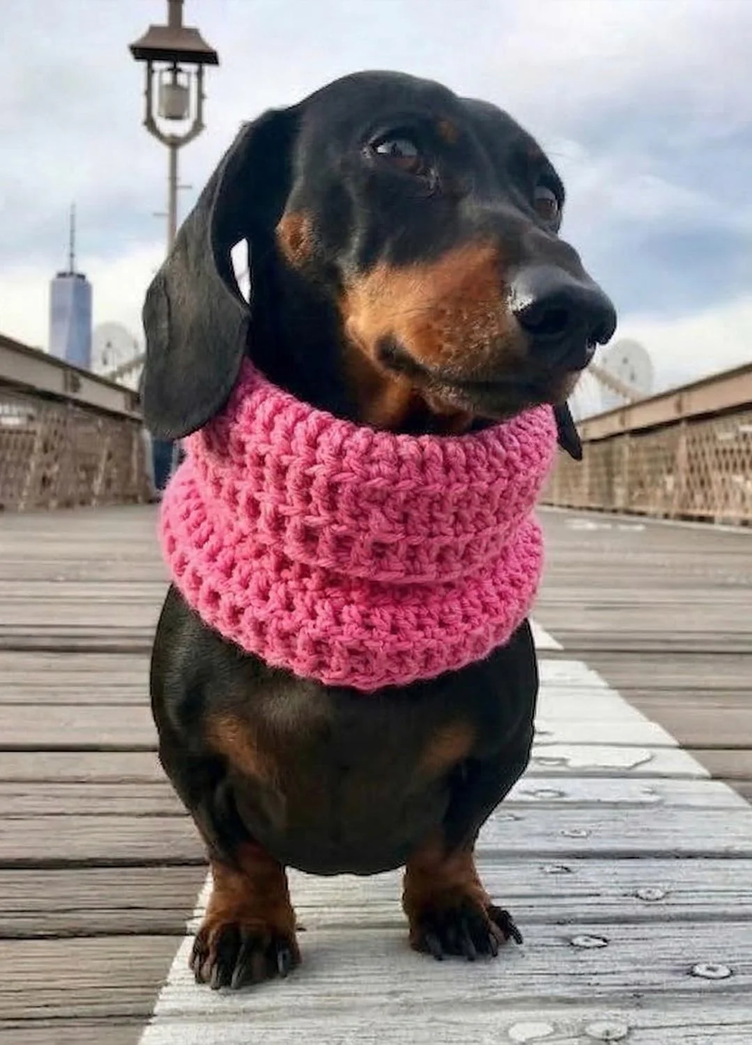 Rex Snood Kit for Pets - Yummy Version - Image 3