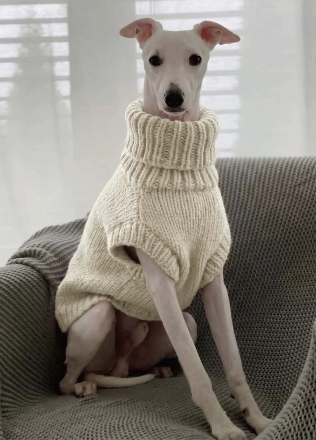 Scooby Sweater Kit for Pets - Yummy Version - Image 5