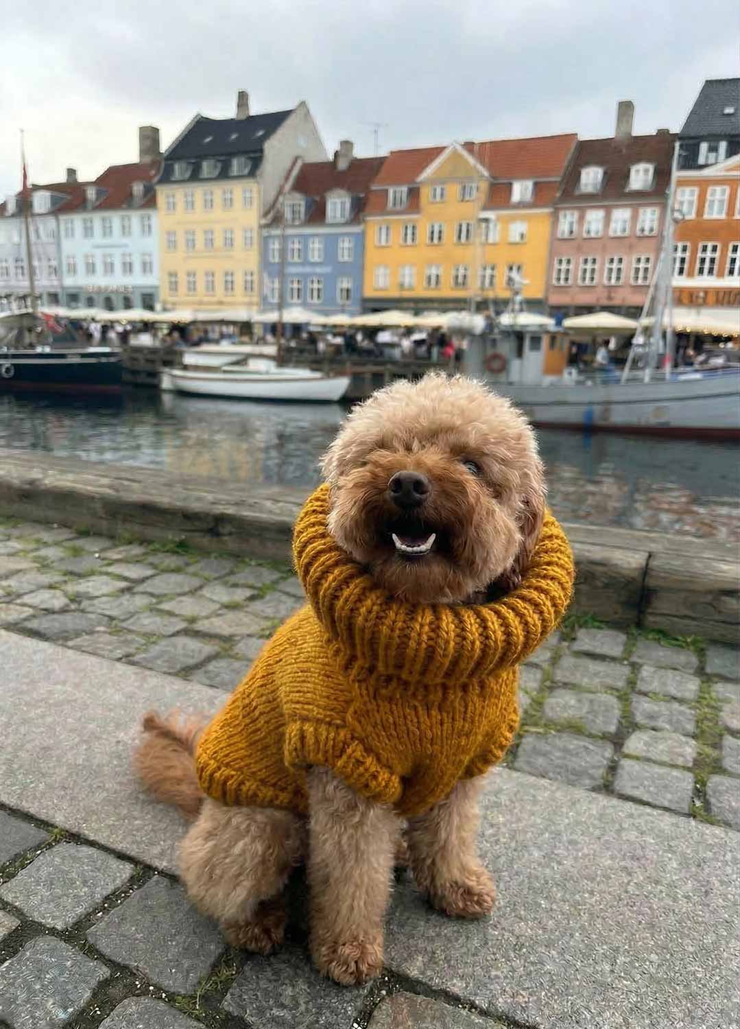 Scooby Sweater Kit for Pets - Yummy Version - Image 7