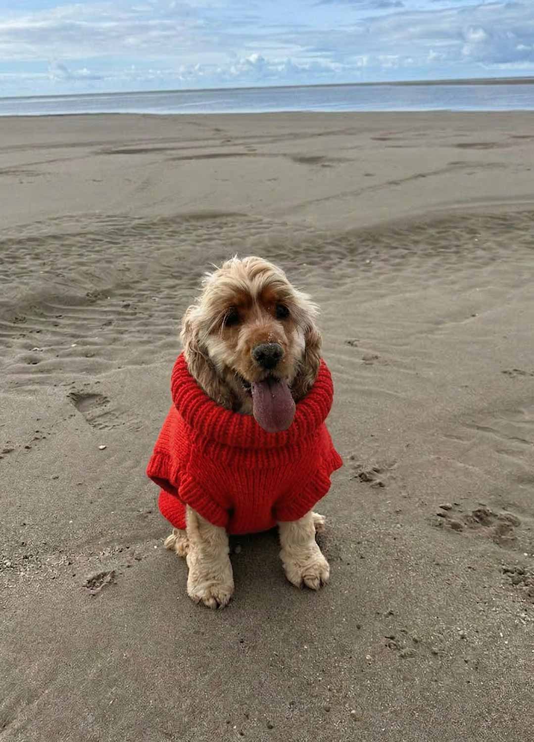 Scooby Sweater Kit for Pets - Yummy Version - Image 8